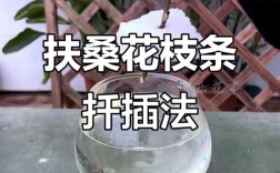 桑树插杆怎么种？技术要点有哪些？