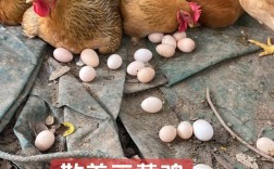 土蛋鸡选什么品种合适？