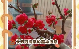 海棠品种多，如何繁殖？