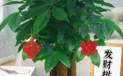 发财树常见品种有哪些？