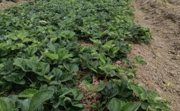 草莓如何高效栽培与管理？