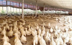 樱桃谷鸭养殖技术视频怎么学？