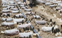 羊肚菌人工种植新技术如何突破？