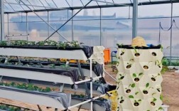 塑料塑料大棚草莓如何高效种植？