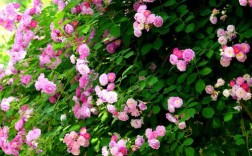 蔷薇的品种及图片大全