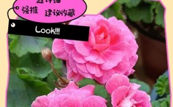 天竺葵最珍贵品种是哪个？