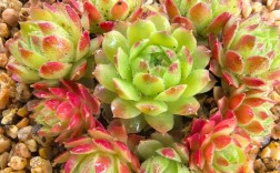 多肉常见的长生草品种