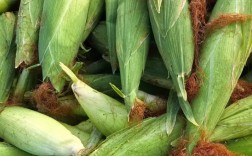 粘玉米生长期短品种有哪些？