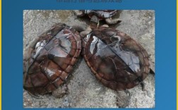 越南石金钱龟价格行情如何？