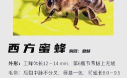 蜂子的品种有哪些品种