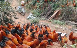 生态鸡的养殖技术视频