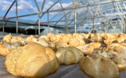 猴头菇种植视频，关键技术有哪些？