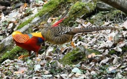 四川锦鸡是何种珍禽品种？