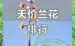 最贵的兰花名字及品种