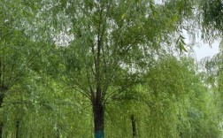 什么品种的柳树效益高