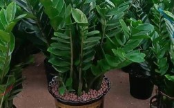 金钱树有哪些常见品种？