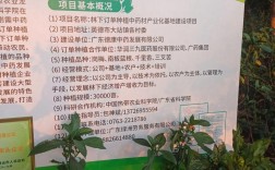 板蓝根种植视频教程，关键步骤有哪些？