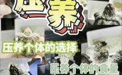 鳄龟人工养殖实用技术有哪些关键要点？