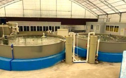 南美白对虾养殖新技术有哪些突破？