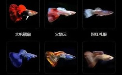 规模化孔雀鱼养殖技术关键点有哪些？