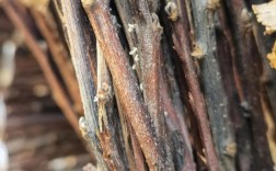 金蝉养殖技术真能赚钱吗？