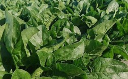 秋季菠菜栽培技术要点有哪些？