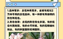 十大兰花品种各具怎样的独特魅力？这些经典品种又该如何养护才能绽放最美姿态？