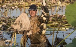 深水莲藕怎么种？技术要点有哪些？