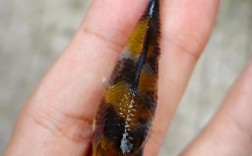 中国昭和锦鲤养殖技术有何独特秘诀？