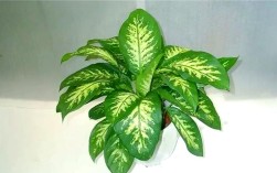 万年青花品种究竟有多少？