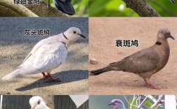 常见斑鸠是哪个品种？