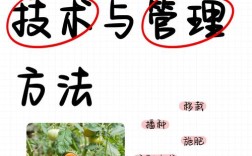 番茄前期管理技术有哪些要点？