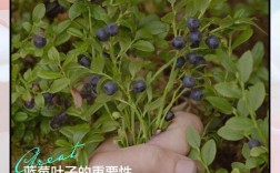 叶子如何分辨蓝莓品种？