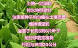 油麦菜怎么施肥长得好？
