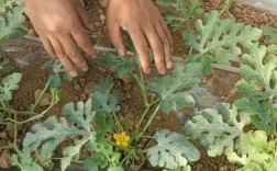 西瓜结果整枝怎么操作？