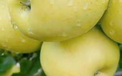 苹果水果品种有哪些？