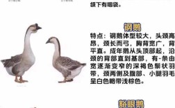 哪种大鹅品种市场价值最高？