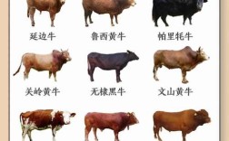 江西牛品种差异具体有哪些？