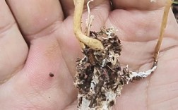 金蝉花怎么养？视频技术要点有哪些？