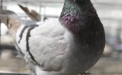 白羽王鸽哪个品种最好？