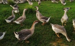 养鹅种什么牧草品种最合适？