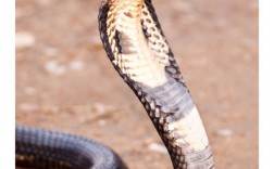 福建眼镜蛇具体包含哪些亚种或地域品种？不同品种的形态特征与分布区域有何差异？