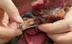 土鸡养殖技术及防疫管理关键要点有哪些？