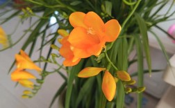 香雪兰什么品种好养活？