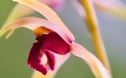 舟山最名贵的兰花品种