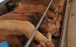 东北养肉牛，什么品种最合适？