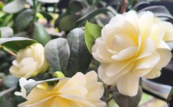 哪种茶花最香？