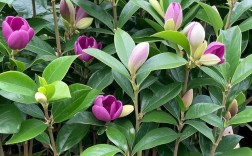 什么品种的含笑价值高