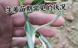 苦瓜套种生姜技术视频