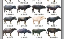 散养牛选什么品种好？